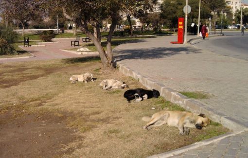 köpek psikolojisi